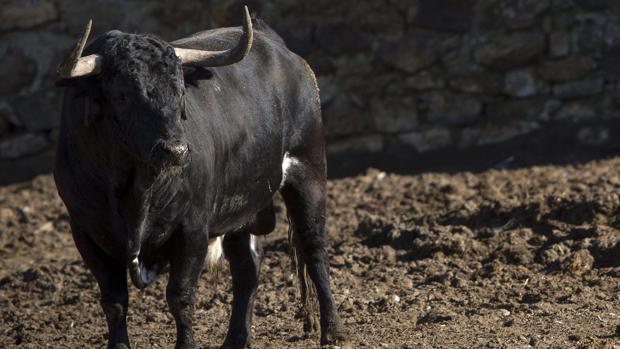 Los ganaderos, asfixiados: «De un toro lidiado viven otros quince en el campo»