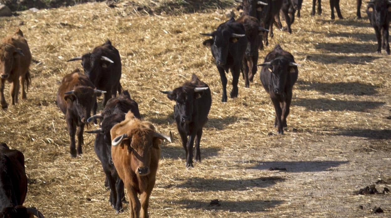 Las ganaderías están reduciendo drásticamente su número de animales