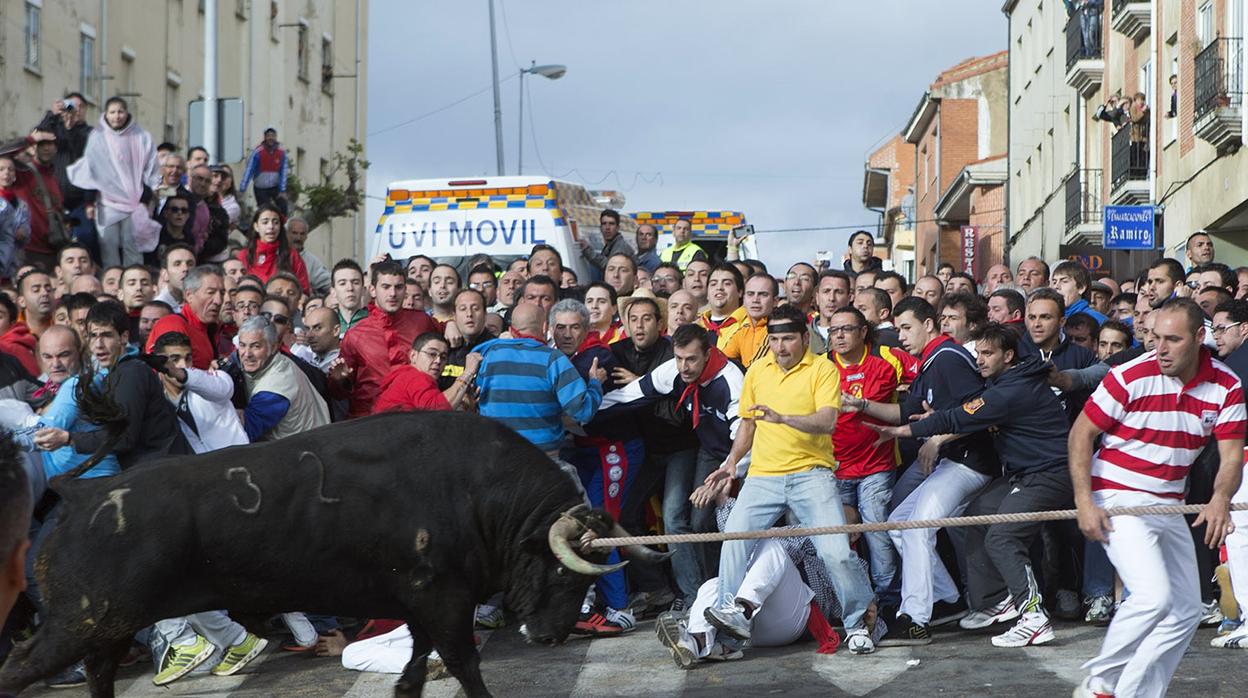 Toro enmaromado de Benavente