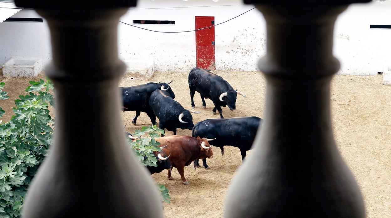 Corrales de la plaza de toros de Valencia