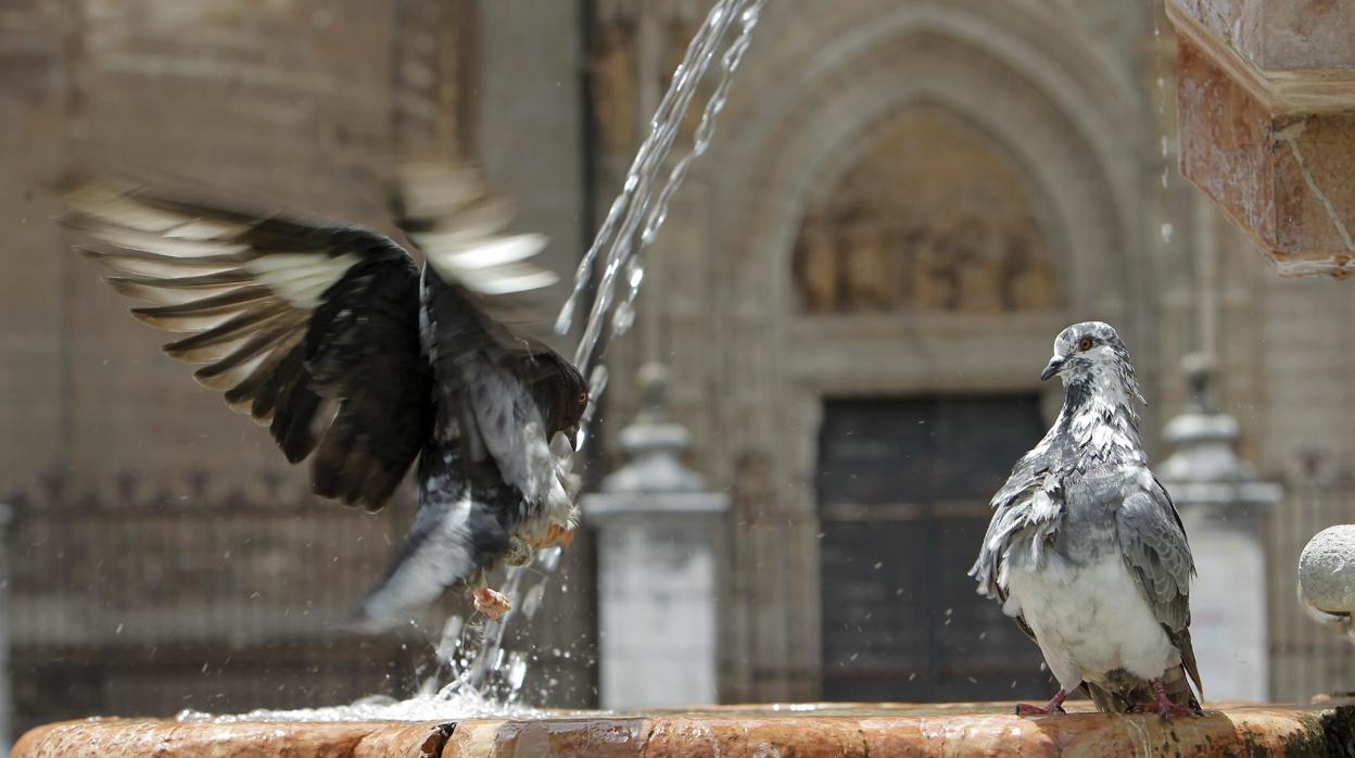 Fuente frente a la catedral