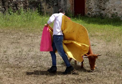 Así se vive un herradero en las ganaderías de toros bravos en tiempos de confinamiento