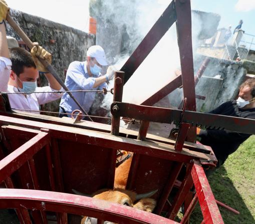 Así se vive un herradero en las ganaderías de toros bravos en tiempos de confinamiento