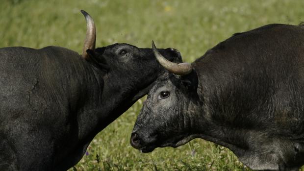 Victorino responde a Iglesias por sus «amenazas de censura» a los toros: «Abandone ensoñaciones totalitarias en las que la cultura se moldea a gusto del poder»