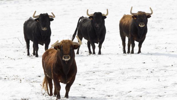 Antonio Bañuelos, nuevo presidente de la Unión de Criadores de Toros de Lidia