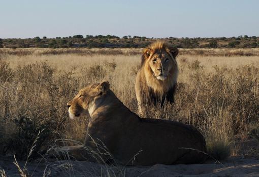 Una pareja de leones en el Kalahari, al sur de África