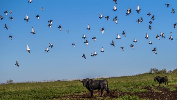 Día Mundial del Medio Ambiente: ¿reconstrucción económica sin el campo?