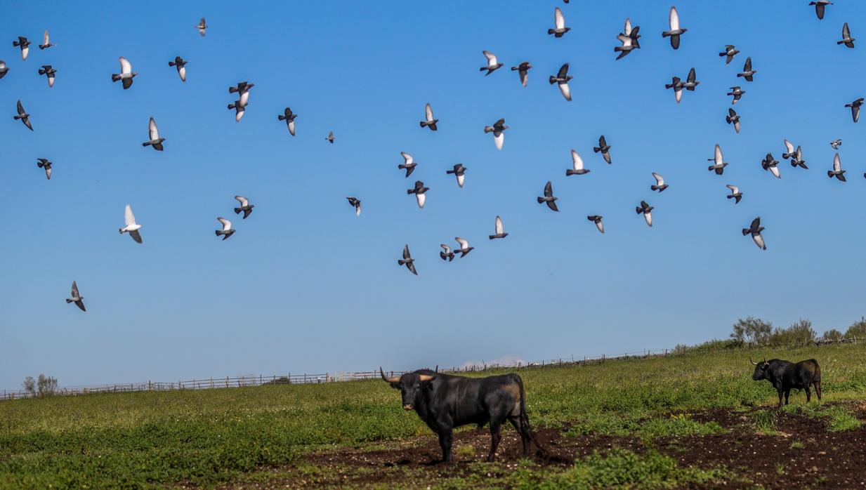 Día Mundial del Medio Ambiente: ¿reconstrucción económica sin el campo?