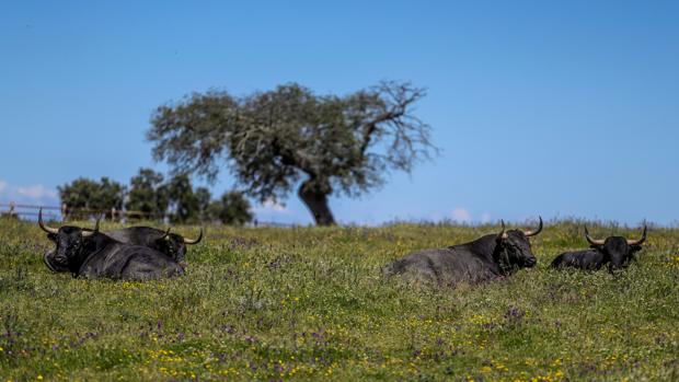 El mundo rural exige que cese la discriminación al sector taurino