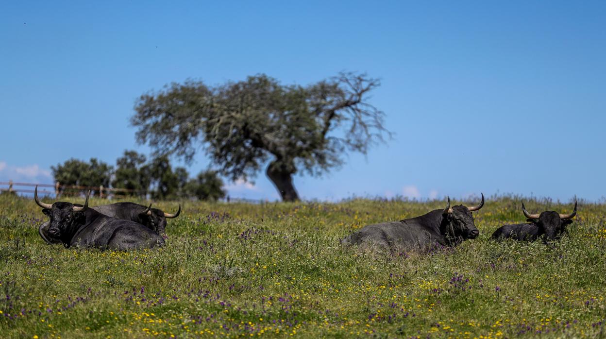 Toros en el campo