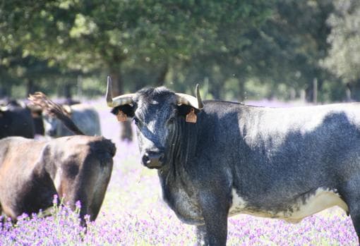La dura situación de mandar toros al matadero como única salida