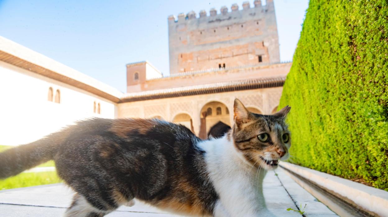 Uno de los gatos que «habitan» en la Alhambra de Granada