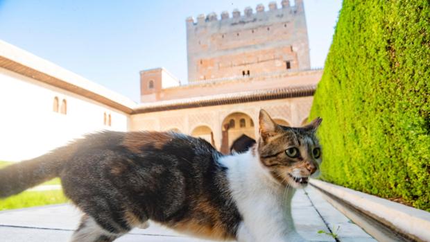 La Alhambra, «sin personal suficiente» para asegurar su vigilancia y conservación