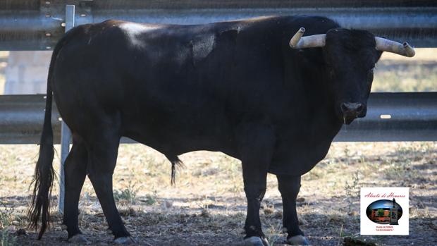 La Comunidad de Madrid suspende la feria taurina de Alcalá «por prudencia» ante el Covid