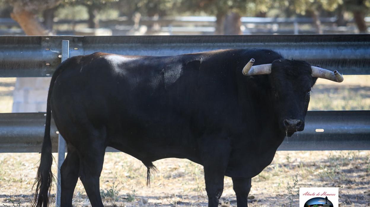 Uno de los toros reseñados para Alcalá