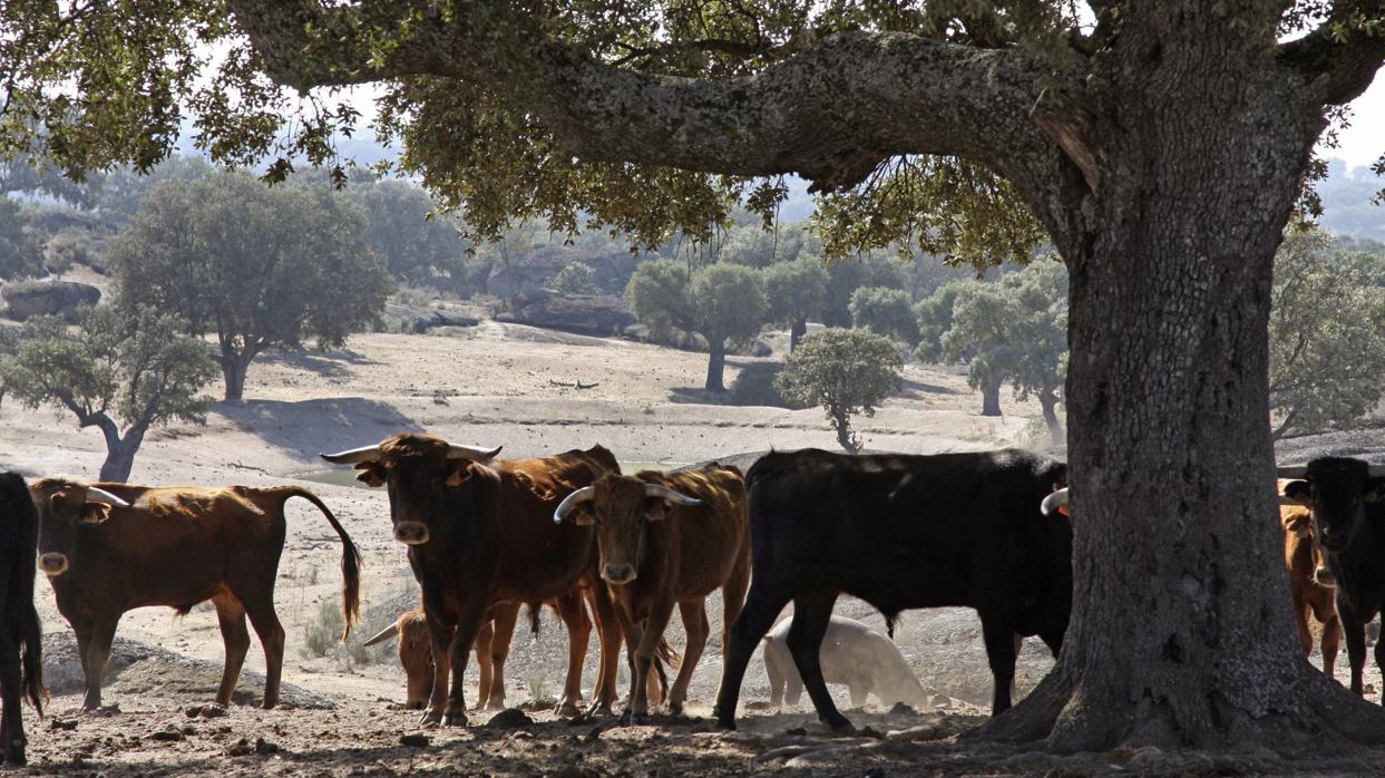 «Toro, agua, piedra y mantel»: emociones taurinas de Salamanca