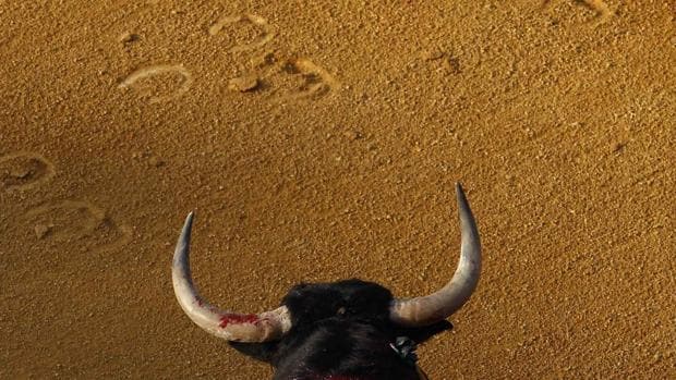 Los diez mandamientos del toro de lidia: de la casta a la estampa