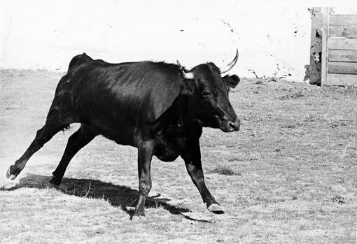 La vaca «Conocida»