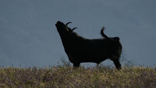 Miguel Abellán carga contra los «progres» que atacan al toro bravo: «Es el triunfo de la ignorancia»