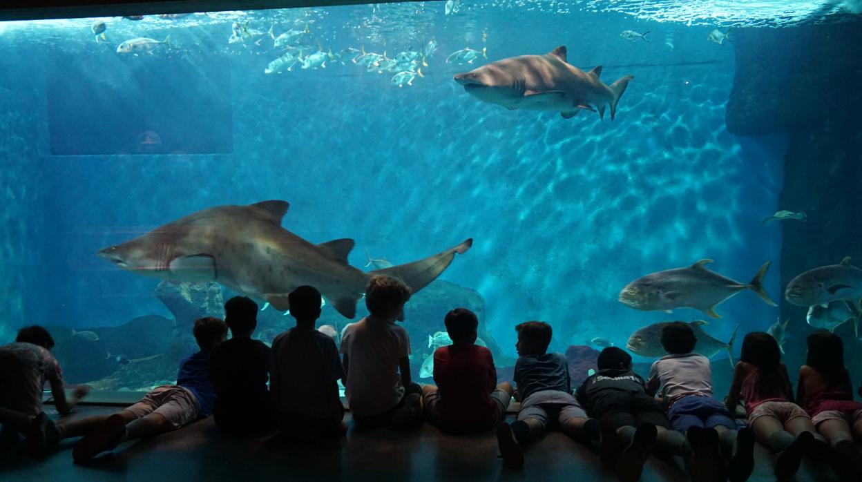 Grupo de niños en una vista a las instalaciones del Acuario de Sevilla