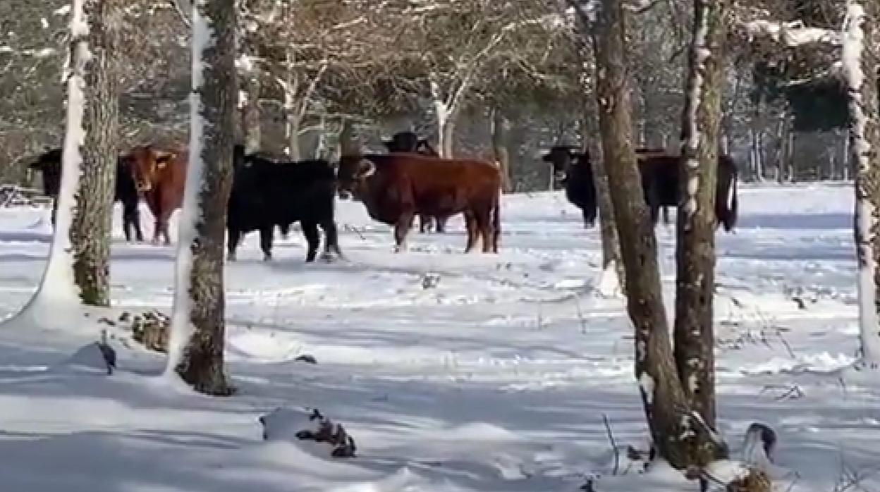 La ganadería de Antonio Bañuelos, en su hábitat natural, cubierto de nieve