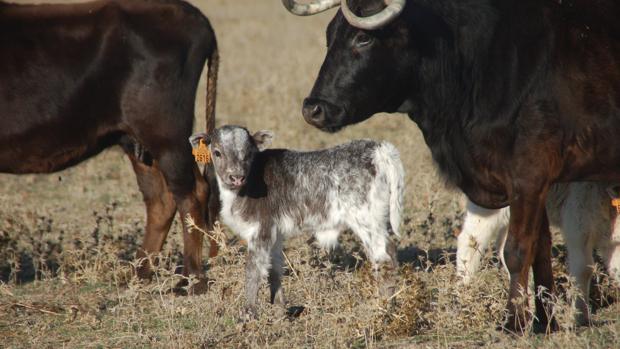 Los buitres, terror de la ganaderías, devoran a los becerros recién nacidos y a sus madres