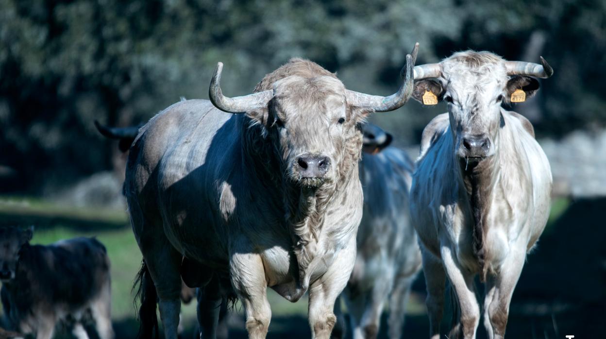 La llegada del amor para los jaboneros de la ganadería