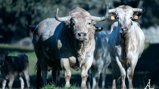 La «isla de las tentaciones» del toro bravo: sementales y vacas celebran ya el día del amor