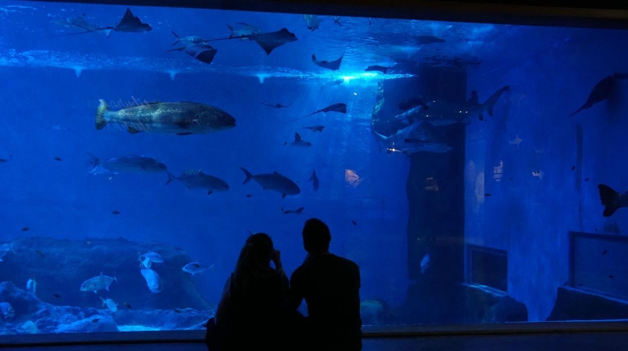 Imagen del interior de las instalaciones del Acuario de Sevilla