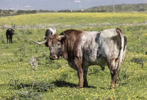 Miura: «Les guste o no a los políticos, a España se la conoce por dos cosas: los toros y el flamenco»