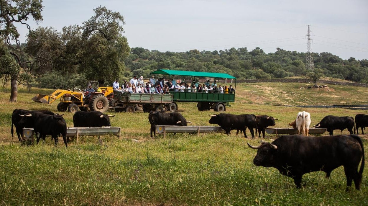 Los asistentes conocieron cómo vive el toro bravo en una dehesa sevillana