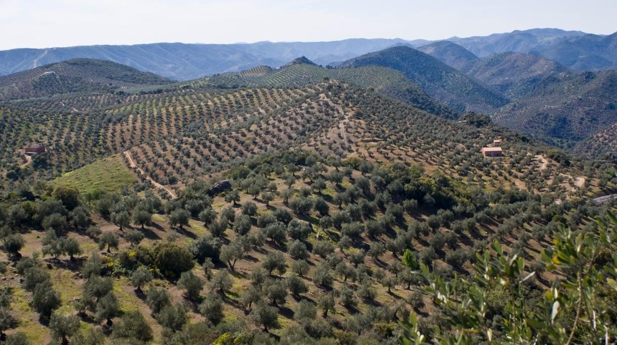 Paisaje de olivos de Andalucía