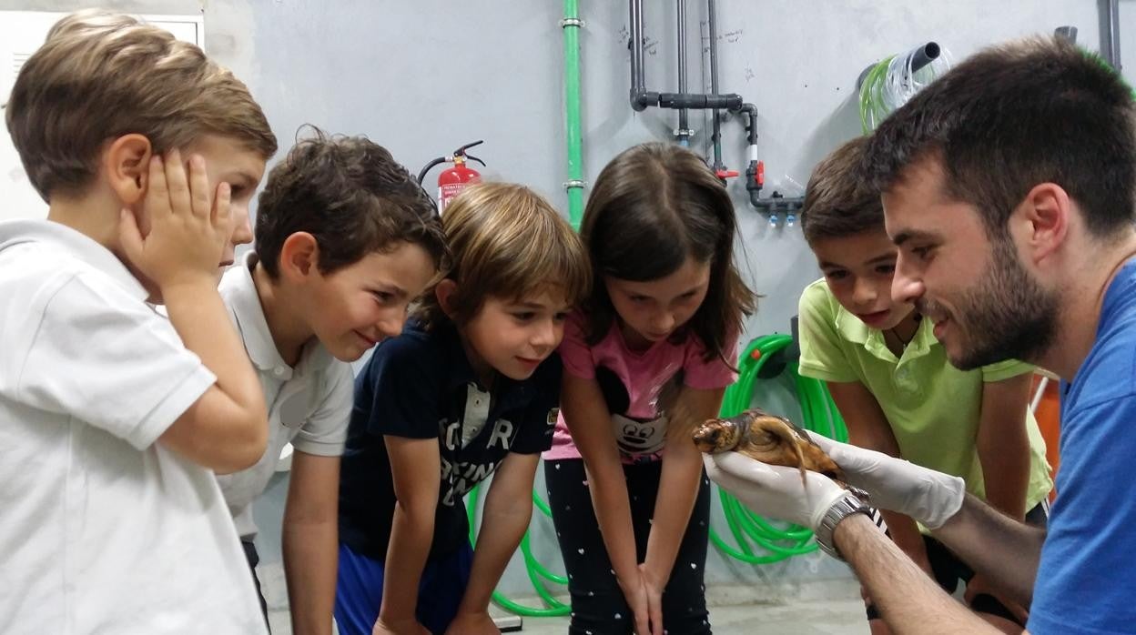 Una de las actividades previstas durante esos días de campamento de verano en el Acuario de Sevilla