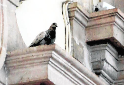 Una paloma otea desde lo alto de una cornisa de la Galería del Palacio Real