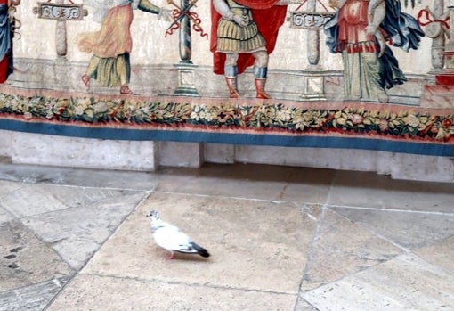 Una paloma pasea a escasos centímetros de un tapiz