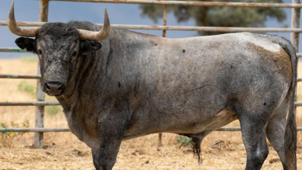 De 'Baratillo' a 'Muchopán': los seis toros de Victorino para la reapertura de Las Ventas