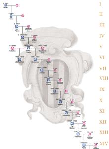 Parte del árbol genealógico de Leonardo da Vinci
