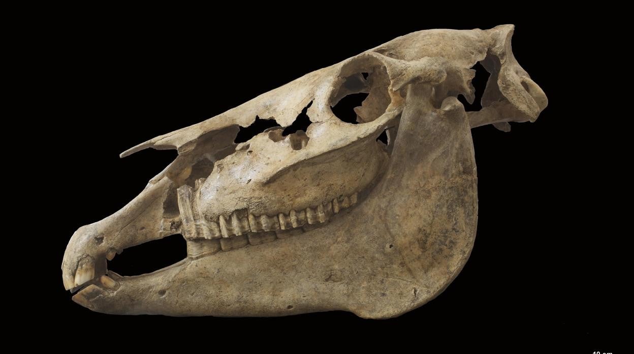 Cráneo de uno de los équidos del Turuñuelo