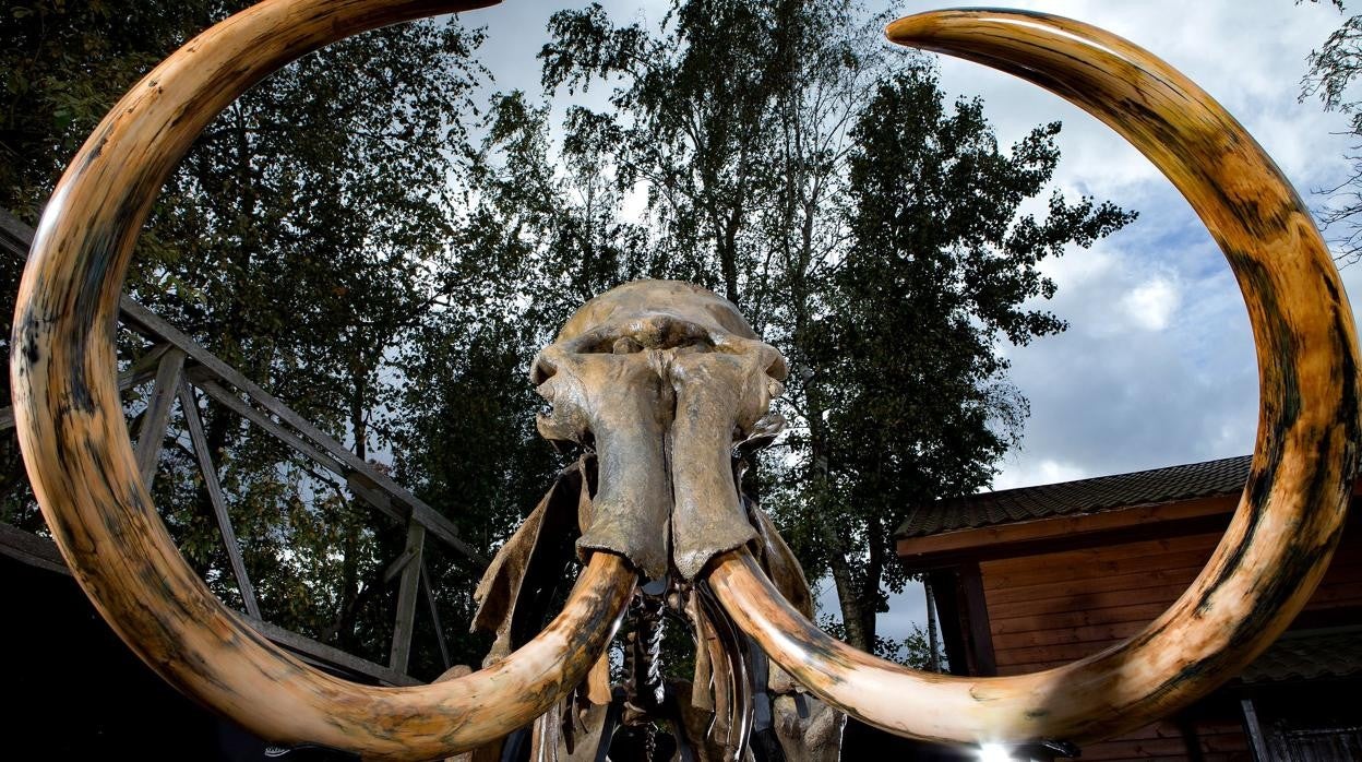 Esqueleto del mamut siberiano que se podrá ver en la exposición de CaixaForum Sevilla