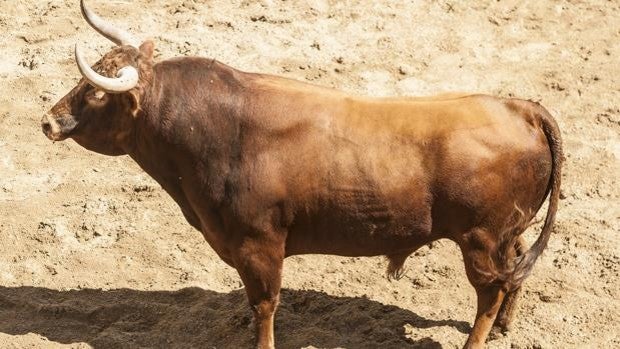 El Juli y 'Ateo III' abren la undécima corrida de San Miguel