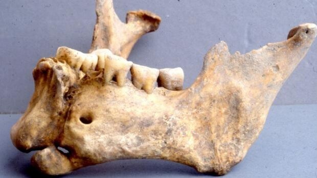 Pioneros de la medicina: encuentran la mandíbula de un guerrero bizantino suturada con hilo de oro