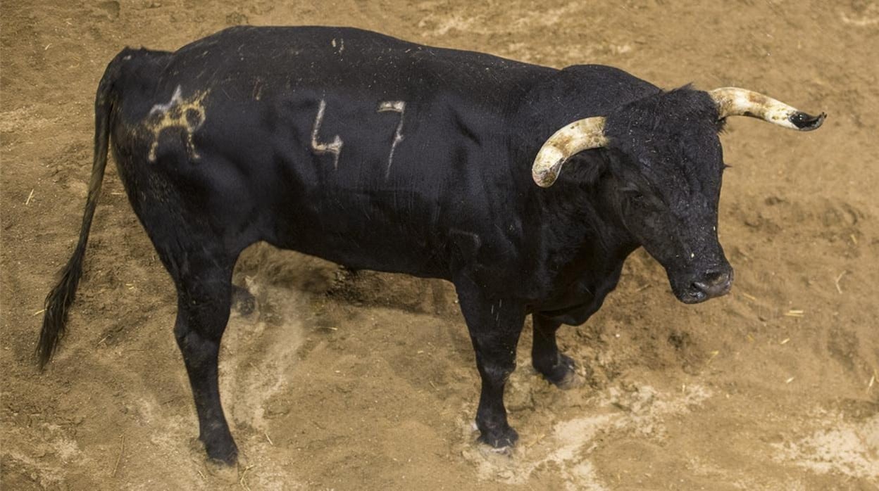 El toro número 47 se lidiará en quinto lugar por Manuel Escribano