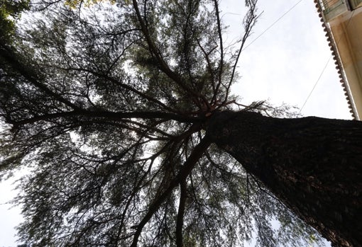 El cedro que Aleixandre plantó en 1927