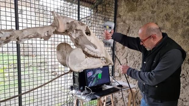 El esqueleto del caballo de Maiuri de Pompeya, modelo de restauración con las últimas tecnologías