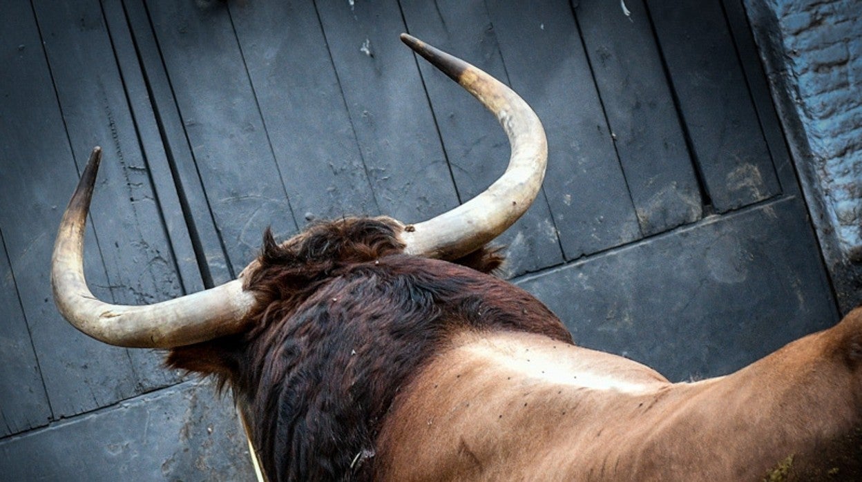 Toro en los corrales de Las Ventas