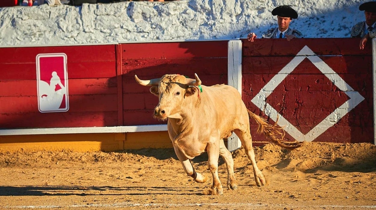 Siete encastes en el circuito de novilladas de Madrid