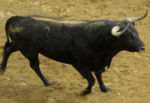 Sigue en directo la encerrona de Manuel Escribano con seis toros de Miura