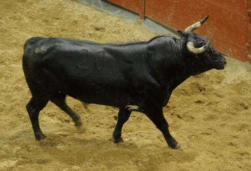 Sigue en directo la encerrona de Manuel Escribano con seis toros de Miura