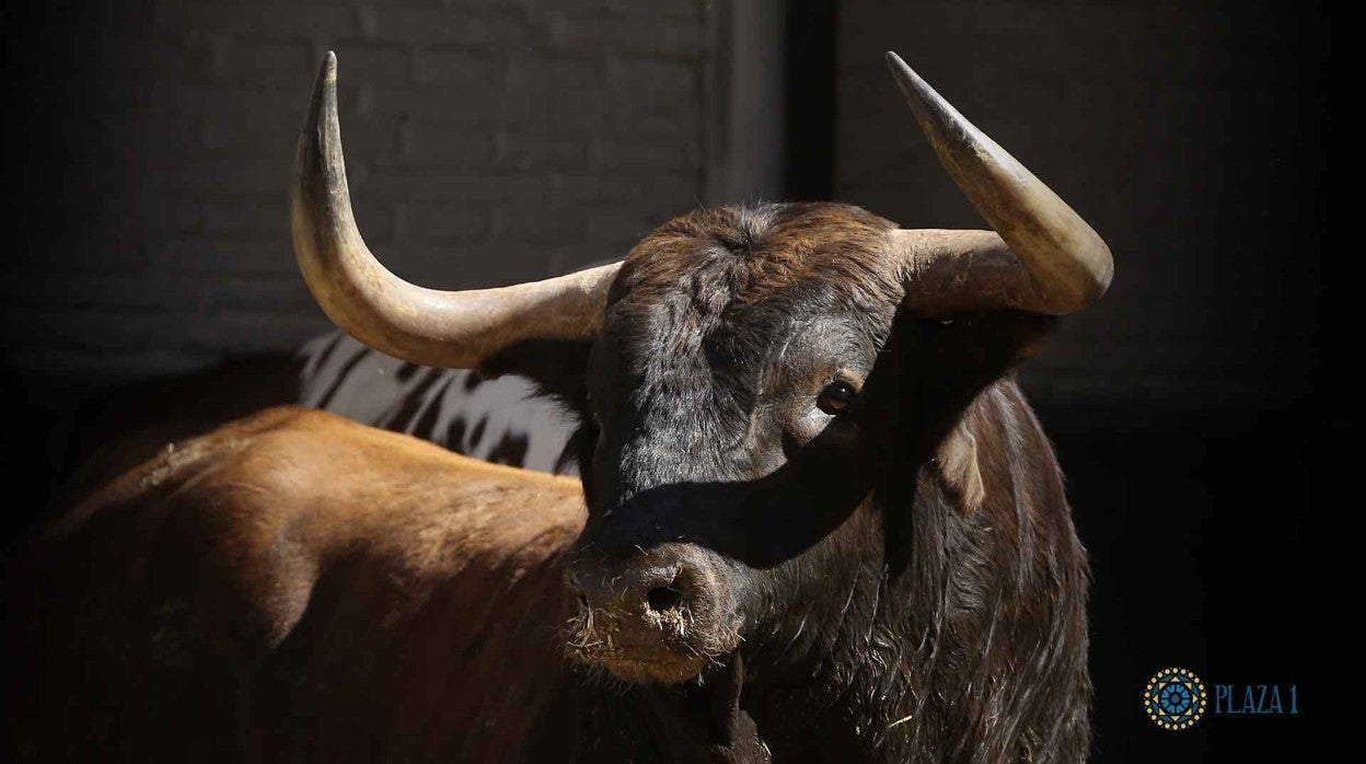 San Isidro, en directo: toros de Samuel Flores para Robleño, Morenito y Castaño