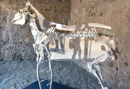 De la Casa de Ceres al caballo de Maiuri, así son las nuevas maravillas que exhibe Pompeya